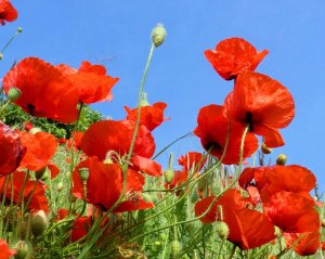 red poppies